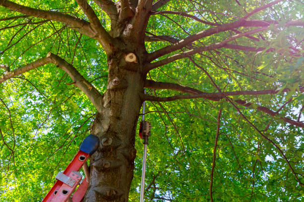 Dead Tree Removal in Carrboro, NC